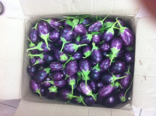 Brinjal, Cultivation Type : Organic