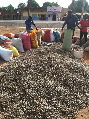 Drying by sun Hand Pick Raw Cashew Nuts, Packaging Type : Jute bag