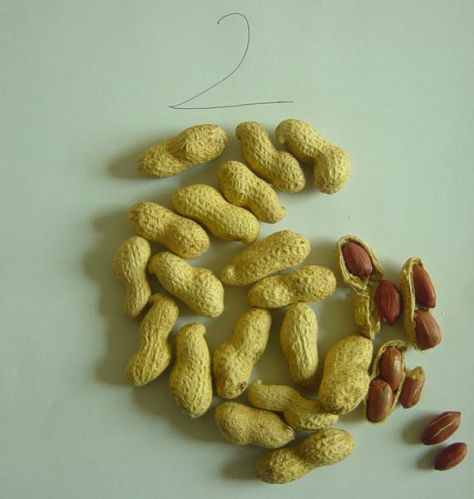 Roasted Peanut, Packaging Type : yellow