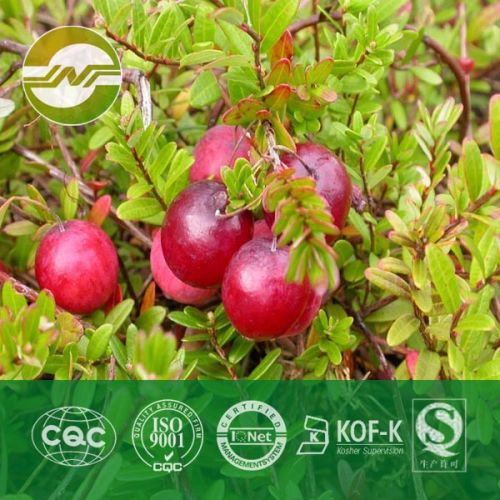 Cranberry Extract