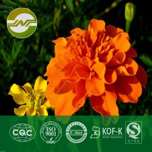 Marigold Extract