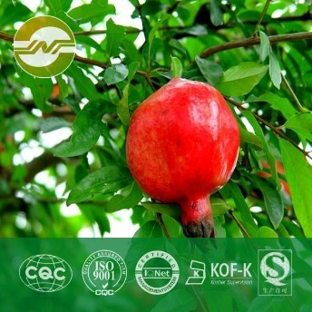 Pomegranate Peel Extract