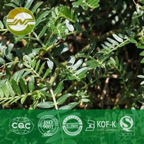 Tribulus Terrestris Extract