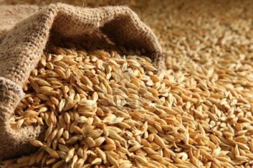 Barley Application : Feed For Cattle