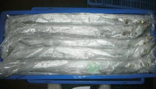 Frozen Ribbon Fishes