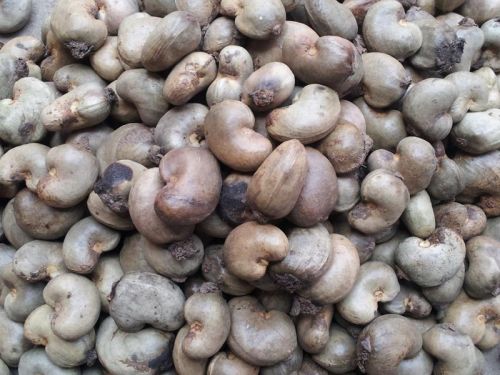 Raw Cashew Nuts, Material : Raw Cashew