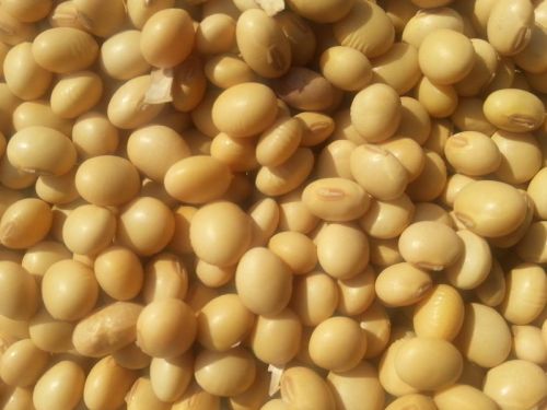 Soybean Seeds