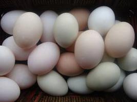 Poultry Eggs