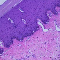 Oral Histology Slides