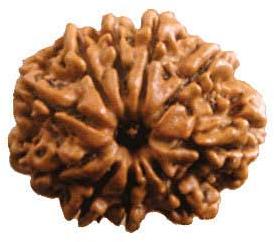 10 Mukhi Rudraksha