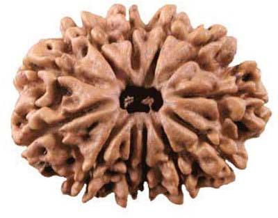 12 Mukhi Rudraksha