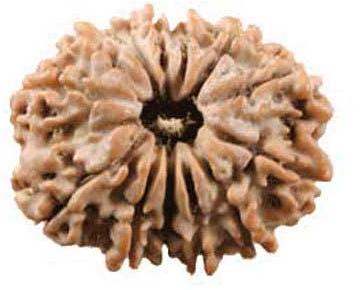 13 Mukhi Rudraksha