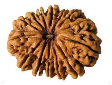 14 Mukhi Rudraksha