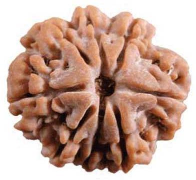8 Mukhi Rudraksha