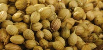Coriander seeds, Moisture Content : 2%