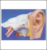 Ear Model