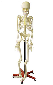 STAND HUMAN SKELETON Model