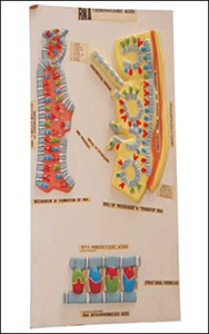 R.N.A.(RIBO NUCLEIC ACID)