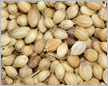 Coriander Seed