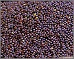 Mustard Seed
