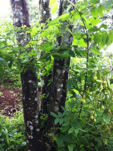 Aquilaria Crassna Dry Wood Chips