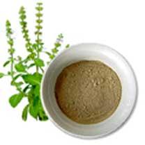 Organic Tulsi Powder, Grade : Superior