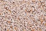 Psyllium