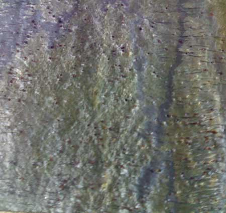 Deoli Green Polished Stone Slate