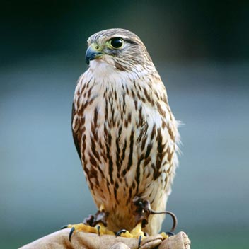 Limestone Falcon Statue