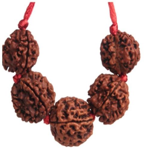 Five Mukhi Rudraksha