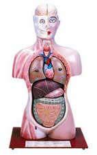 Human Torso With Head, Half Size