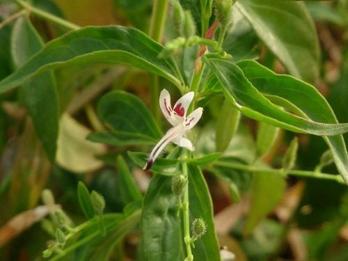 Andrographis Paniculata