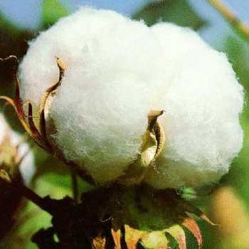 Raw Cotton