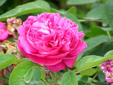 Rose Essential Oil