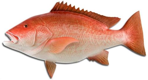 Red Snapper