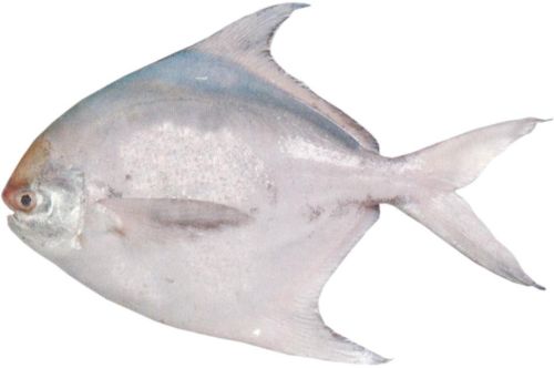 Silver Pomfret