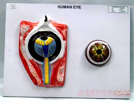 Human Eye