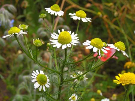 German Chamomile Oil