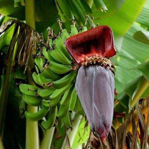 Banana Flower