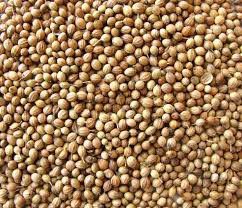 Coriander seeds, Grade Standard : Food Grade