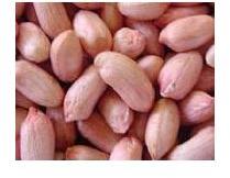 Groundnut Kernels