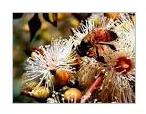 Eucalyptus honey