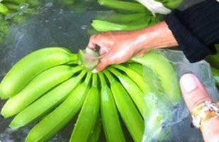 Organic Fresh Cavendish Banana, Packaging Type : Green