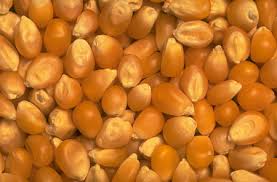 Yellow maize, Shelf Life : 6-12 Months