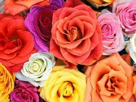 Fresh Flowers