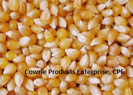 Yellow Corn Seeds, Drying Process : Sun Drying