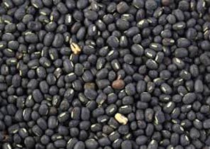 Urad Beans