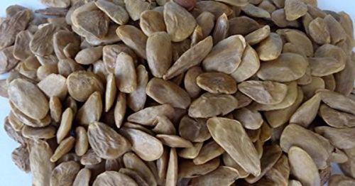 Picralima Nitida Seeds