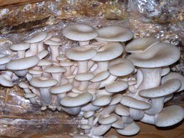 Oyster mushroom, Packaging Type : Carton