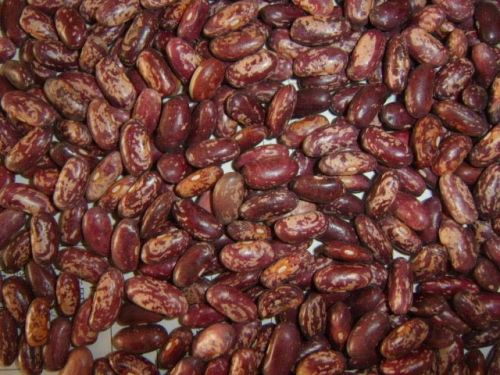 Kidney beans, Packaging Type : 50 KG